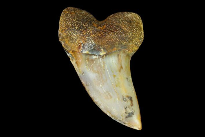 Colorful Mako/White Shark Tooth Fossil - Sharktooth Hill, CA #122681